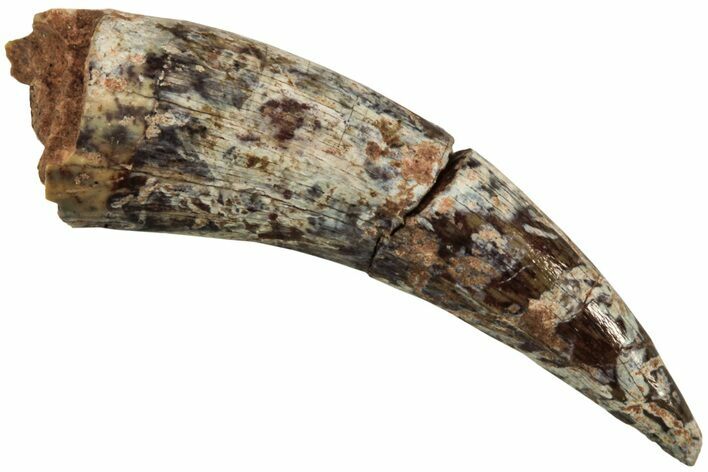 Fossil Triassic Reptile (Phytosaur) Tooth - New Mexico #219441